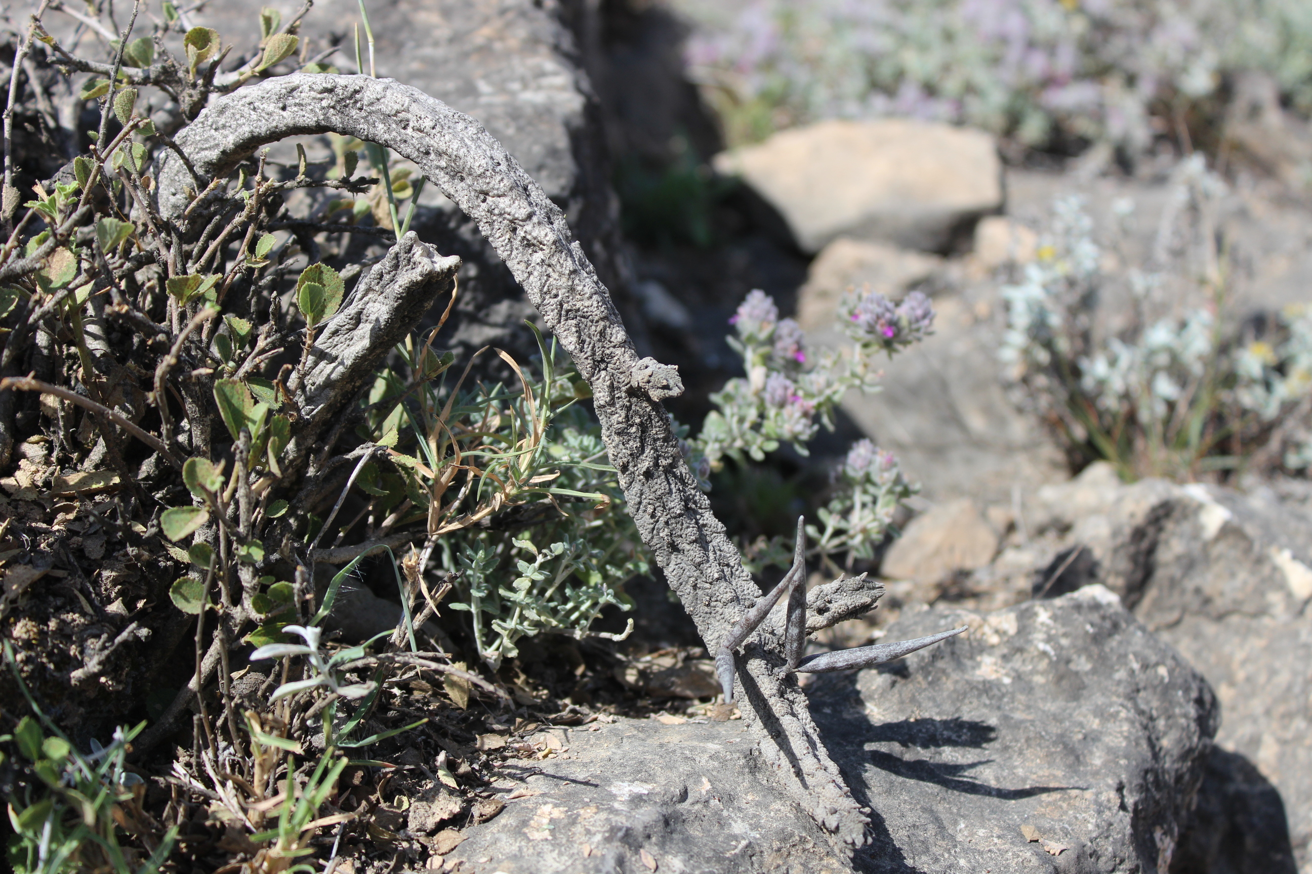 Plant Image